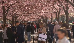A Stockholm, le spectacle magnifique des cerisiers en fleur
