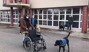 Les handichiens en formation à Sainte-Ménehould