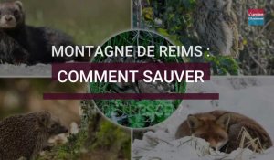 Montagne de Reims : Comment sauver un animal sauvage en détresse