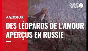 VIDÉO. Nature : des léopards de l'Amour aperçus en Russie