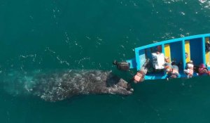 Au Mexique, les baleines grises sauvent le tourisme nautique
