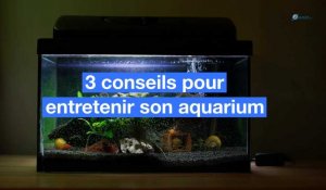 3 conseils pour entretenir son aquarium