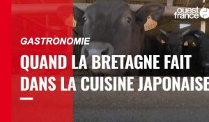 VIDÉO. Gastronomie : quand la Bretagne fait dans la cuisine japonaise