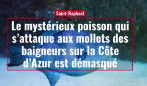 Côte d'Azur. Le mystérieux poisson qui s'attaque aux mollets des baigneurs est démasqué