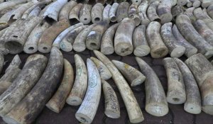 Singapour détruit un stock d'ivoire massif pour la Journée mondiale de l'éléphant