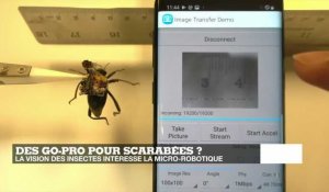 Des GoPro pour scarabées ?