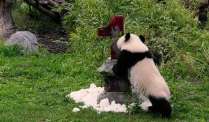 Le zoo de Berlin célèbre l'anniversaire de ses pandas