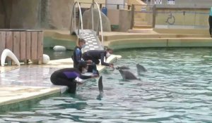 Fin de la reproduction des cétacés en captivité: Marineland proteste