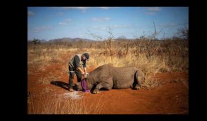Saving the Survivor : l'ONG du Dr Jonas Marais donne une chance de survie aux rhinocéros d'Afrique