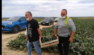 A Tilques, on donne le surplus de légumes aux associations