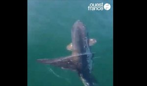 Un poisson-lune filmé sur les côtes des Sables-d'Olonne