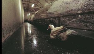 L'association L214 alerte sur les conditions d'élevage des canards à foie gras