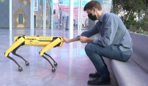 Scar, un robot-chien pour remplacer l'homme dans les endroits dangereux