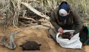 36 tortues des Galapagos réintroduites dans leur milieu naturel