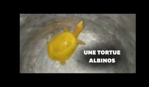 Une tortue jaune découverte en Inde