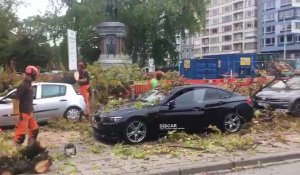 Une branche tombe sur des voitures à Liege