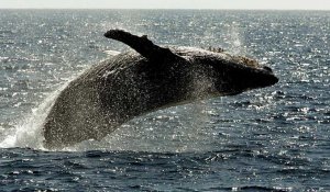 Australie : une femme grièvement blessée par une baleine à bosse lors d’une excursion en mer