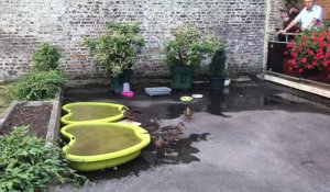 Canards sauvages en résidence à Valenciennes