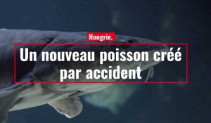 Hongrie. Un nouveau poisson créé par accident
