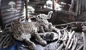En Inde, une femelle léopard et ses bébés découverts dans un cabanon