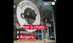 Bar à chats Angers