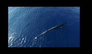 WWF dénonce "l'agonie" d'une baleine amputée de sa queue dans le sanctuaire Pelagos
