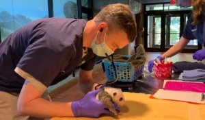 Premier examen médical pour le bébé panda du zoo de Washington