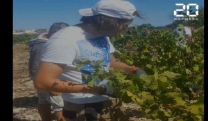 Montpellier : Vigne de cocagne, l'unique vignoble d'insertion en France