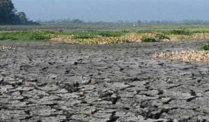 Honduras est frappé par la sécheresse