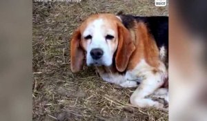 Des chiens de chasse maltraités réduits au cannibalisme en Dordogne