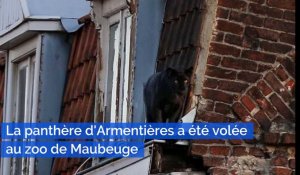 La panthère d'Armentières a été volée au zoo de Maubeuge