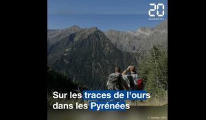 Sur les traces des ours dans les Pyrénées