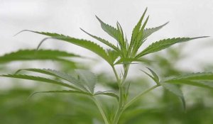 L'Assemblée nationale française autorise le cannabis thérapeutique