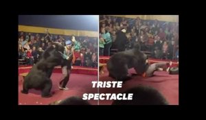 Un ours de cirque attaque un dresseur russe en plein spectacle