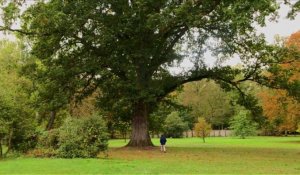 Les "arbres admirables" de Versailles, mémoire vivante du passé