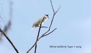 L'araponga blanc ou l'oiseau le plus bruyant du monde