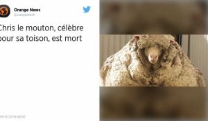 Chris, le mouton le plus célèbre du monde, est mort
