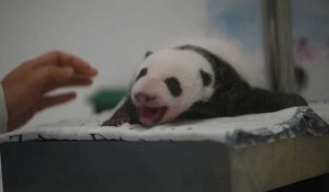 Les bébés pandas de   Pairi Daiza    ont un mois