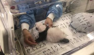 Pairi Daiza - un des pandas jumeaux nés en août est montré