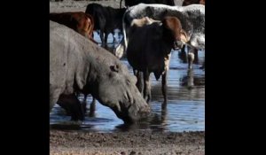 Au Botswana, hippopotames et bétails sont piégés par la sécheresse