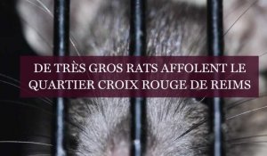 De gros rats effraient les habitants d'un quartier de Reims