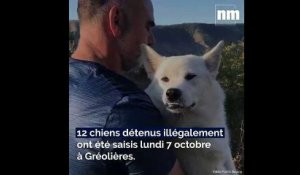 Des chiens détenus illégalement saisis dans un élevage sauvage à Gréolières