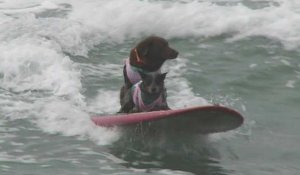 USA: des chiens surfeurs laissent les humains "bouche bée"
