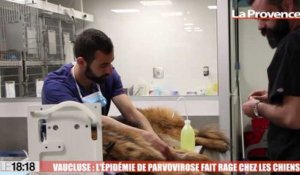 Le 18:18 - Comment éviter la parvovirose, ce virus mortel qui a frappé de nombreux chiens en Provence