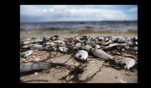 Une &quot;marée rouge&quot; dévastatrice ravage la faune marine en Floride (et le tourisme)