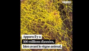 Un blob au zoo de Paris: "Cet organisme a une capacité d'apprentissage incroyable"