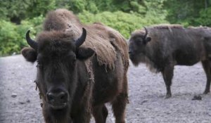 Des bisons réintroduits en Azerbaïdjan pour la sauvegarde de l'espèce
