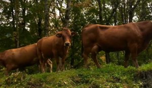 Mont-Blanc : comment le réchauffement climatique affecte la biodiversié et l’agriculture