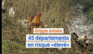 Grippe aviaire : 45 départements, dont le Nord et le Pas-de-Calais, en risque « élevé »