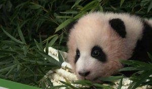 Fu Bao, bébé panda né en Corée du Sud, fait sa 1ère sortie en public